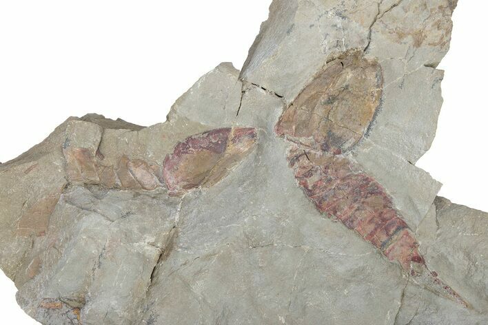 Multiple Soft-Bodied Fossil Aglaspids (Tremaglaspis) - Morocco #114805